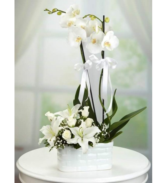 BEYAZ ORKİDE KAZABLANCA